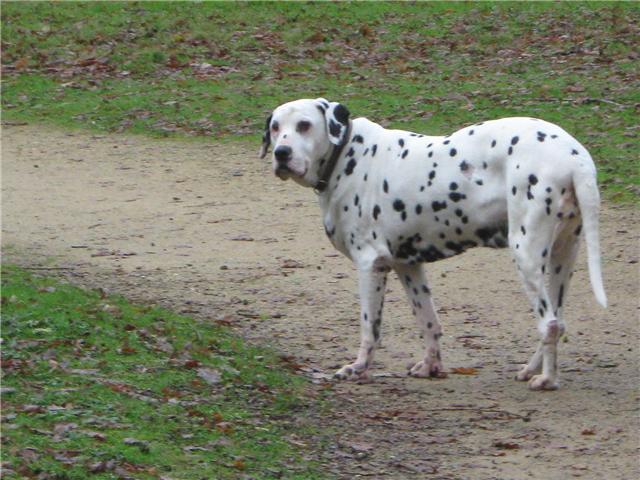 NADJA, dalmatienne de 12 ans, sauvée en partenariat avec DSF - Page 2 Nadja110