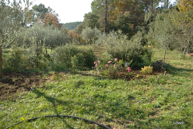 Quelques photos de mon jardin : gros projet 2013 : Evolution Mai 2014 Imgp5219