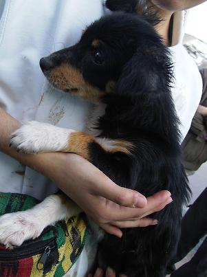 Lili cachorrita peludita de tamaño pequeño. Vlc Lili310