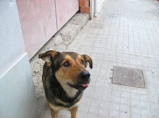 Necesitamos ayuda económica para Alf y Yurguen. Valencia. Yur_be10