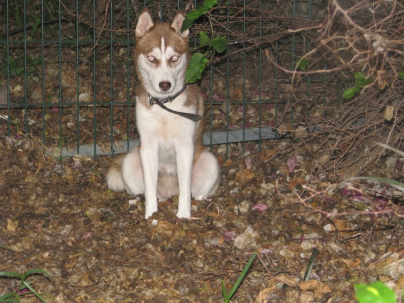 Bella husky (f) 8 mois  née 23/04/2012/, ASSO Reunion   ADOPTEE 1216_210