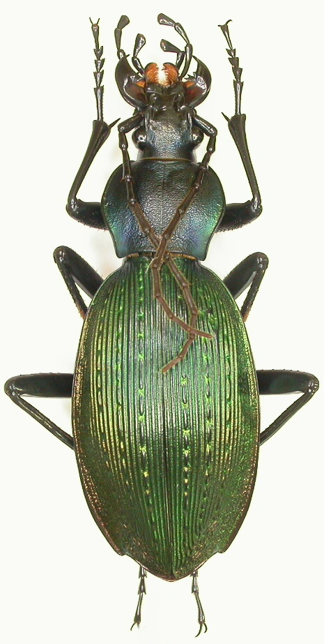 [C.(Apotomopterus) dechambreianus], Guangxi CHINE Dscn6310
