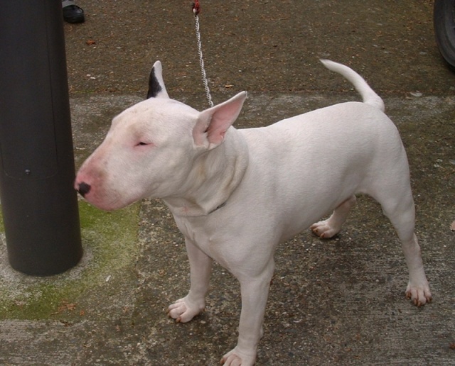 Taco, bull terrier en FA dans le 41 Dscf0044