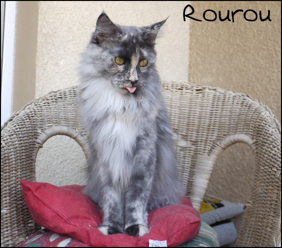 Ma passion des chats - Page 2 Rourou11