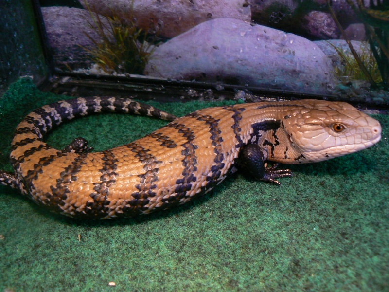 Bebe Scinque A Langue Bleue Vente Lezards Lizards Nimo