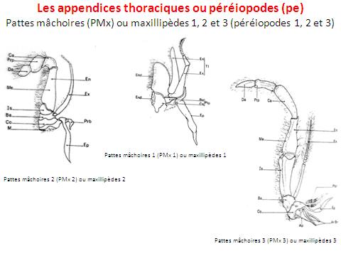 TP (Oran): LA LANGOUSTINE (Nephrops norvegicus) 710