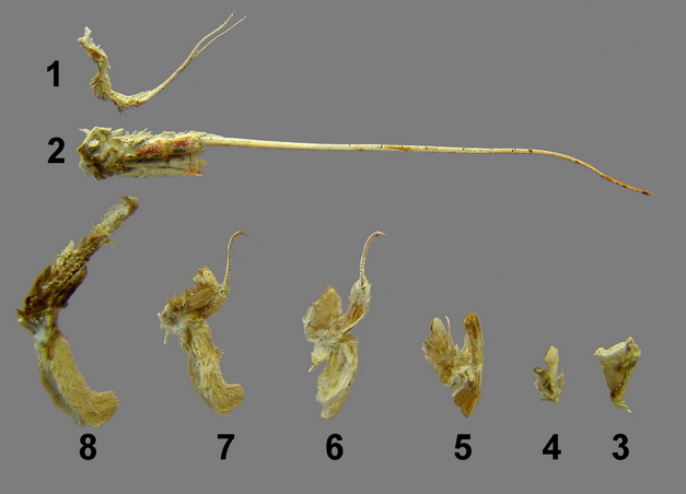 TP (Oran): LA LANGOUSTINE (Nephrops norvegicus) Lab-8-10