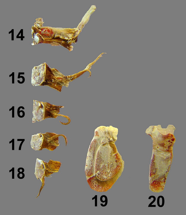 TP (Oran): LA LANGOUSTINE (Nephrops norvegicus) Lab-8-12