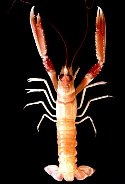 TP (Oran): LA LANGOUSTINE (Nephrops norvegicus) Lang110