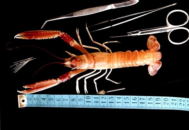 TP (Oran): LA LANGOUSTINE (Nephrops norvegicus) Lang210