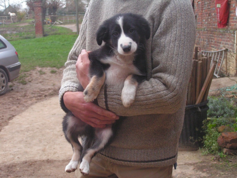 A réserver chiot border collie et bergers des shetlands - Page 3 Pict0212