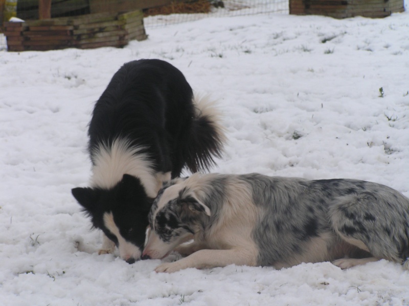 A réserver chiot border collie et bergers des shetlands - Page 3 Pict0515