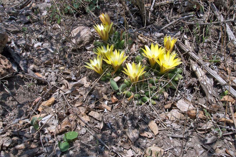 Mammillaria uberiformis Mammil10