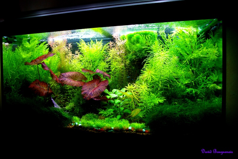 120L amazonien 7-01-210