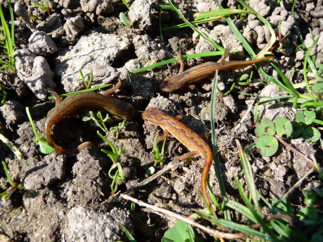 herping du samedi 28 février et du dimanche 1 mars P1000010