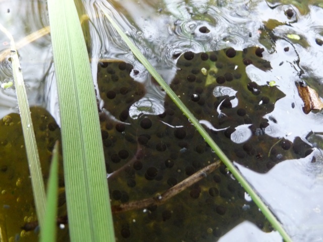 herping du samedi 28 février et du dimanche 1 mars P1000210