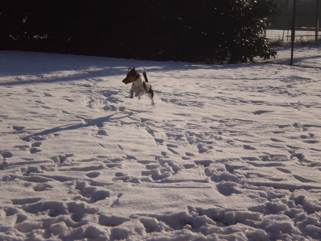 Lyrco dans la neige P1118910