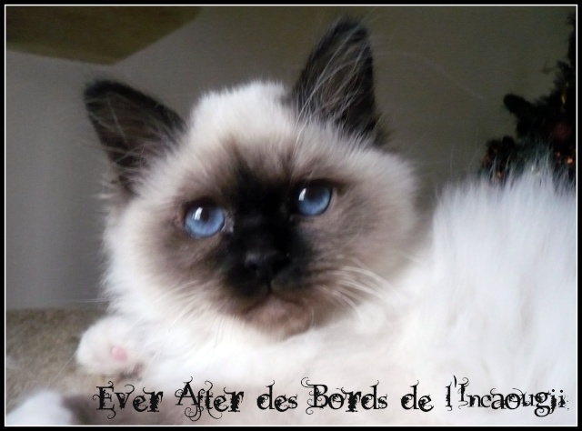 ever des bords d el incaougji - Ever After Eternal des Bords de l'Incaougji - Page 3 01-01-12