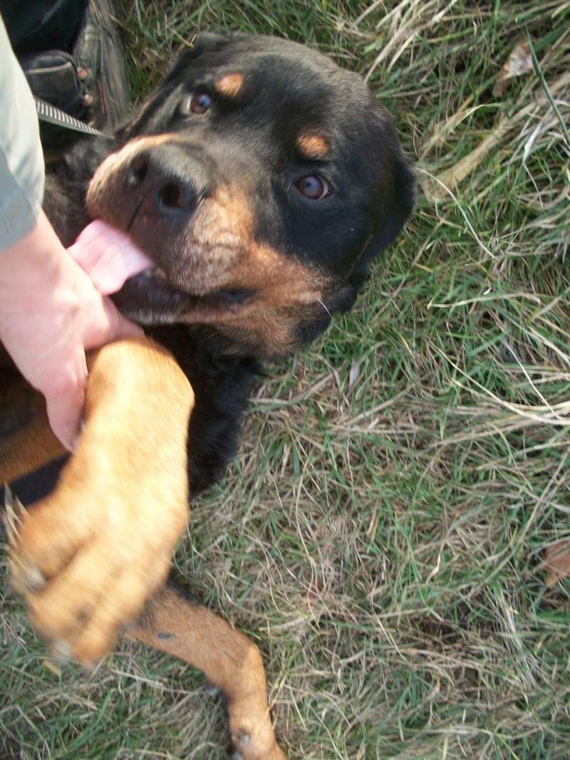 Rico (rottweiller) Nice_017