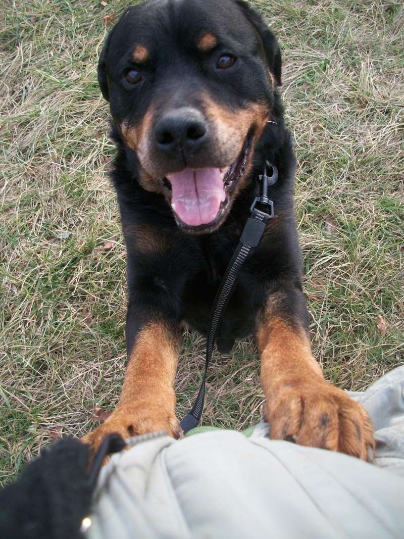 Rico (rottweiller) Nice_019