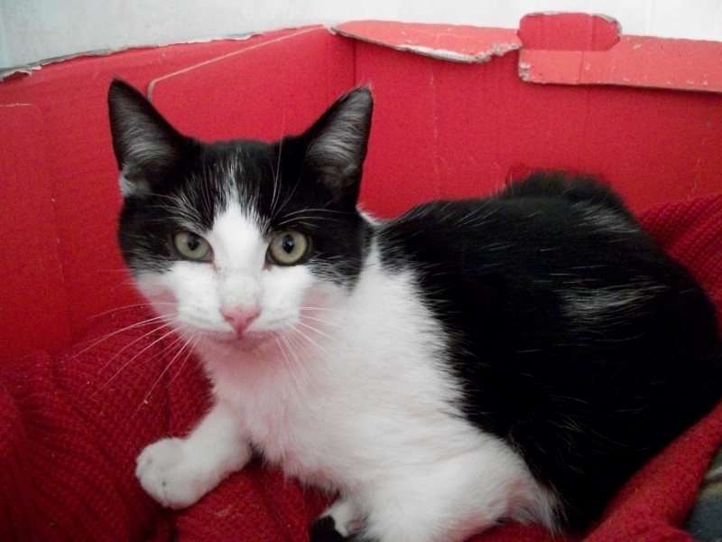 KIWI (chaton male noir et blanc) Pepita36