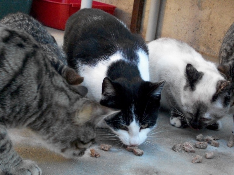 KIWI (chaton male noir et blanc) Pepita37