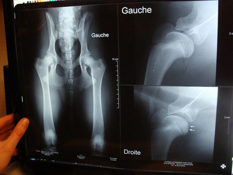 Mon chien opéré d'une Ostéochondrite disséquante de l'épaule (OCD) Dsc01111