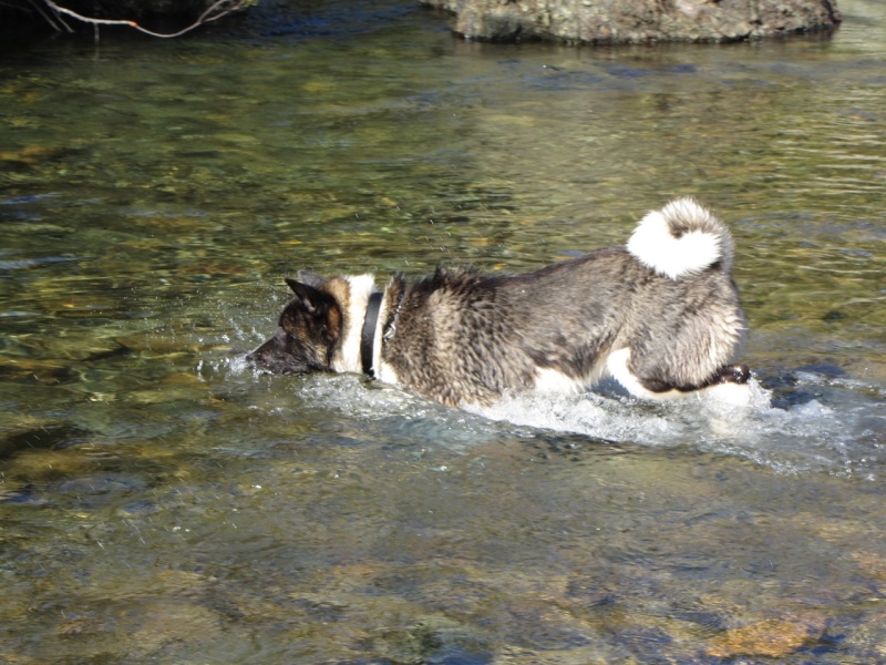 Balade à la rivière de Dumbéa  2013-507