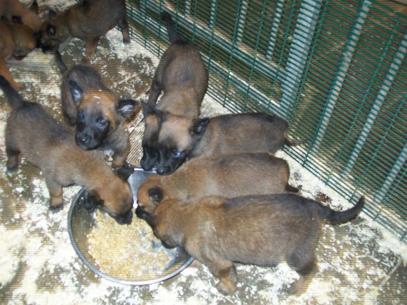 chiots berger malinois disponible 100_4410