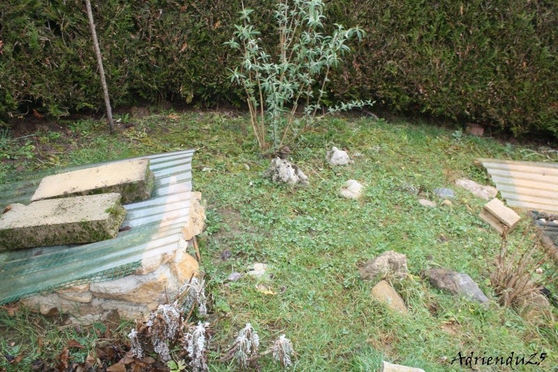 Agrandissement chez les horsfieldii Img_2610