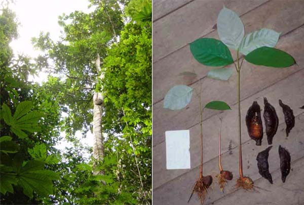 Découverte d’un nouvel arbre au Guyana Nouvea10
