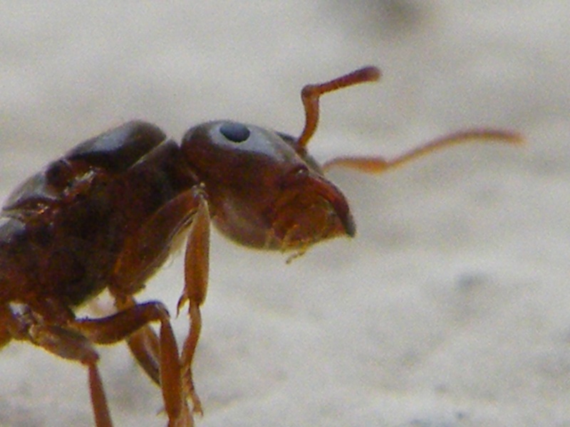 Fourmis et compagnie. Dscf5711