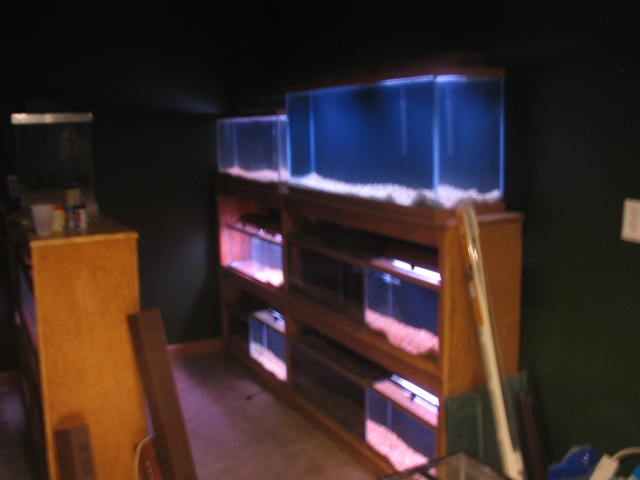 My Ultimate Fish Room - Page 5 Fr0110
