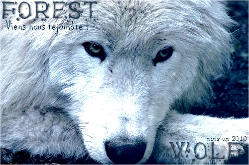 |Essai| Forest Wolf - Demande de Partenariat Pub_fw10
