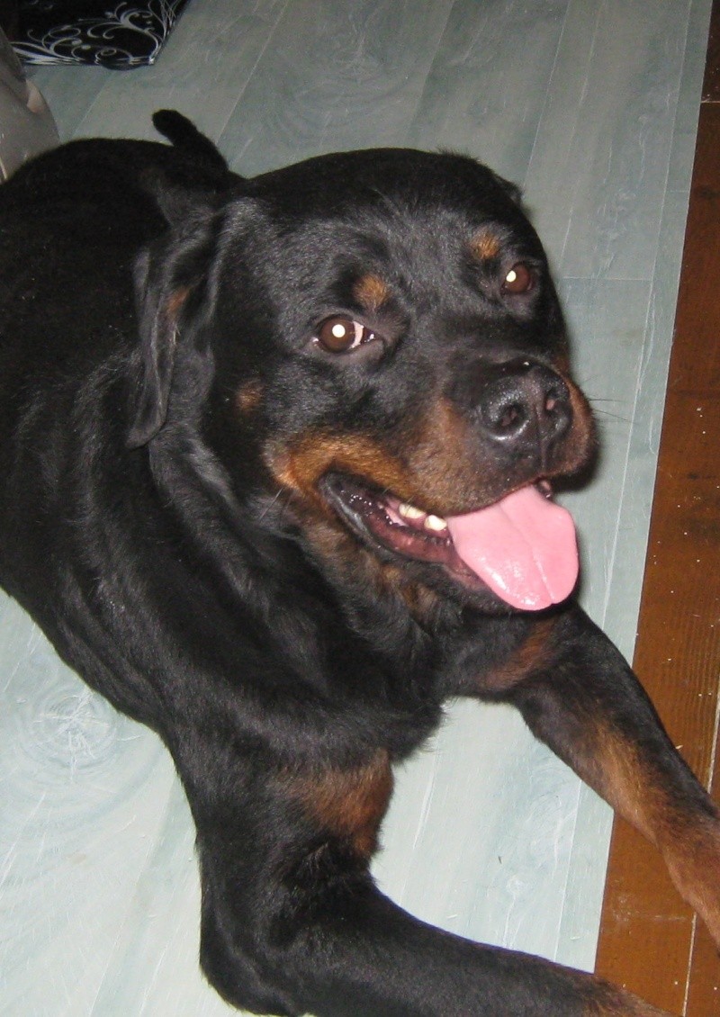 Rott mâle 3 ans OK tout, SOS hospitalisation (26) Kenzo_10