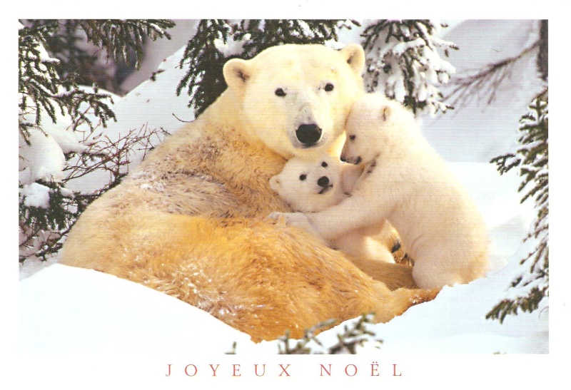 l'OURS dans les cartes postales 001_210