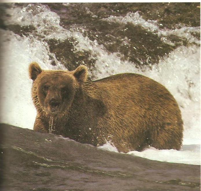 ·	Ursus arctos arctos : l’ours brun 01011