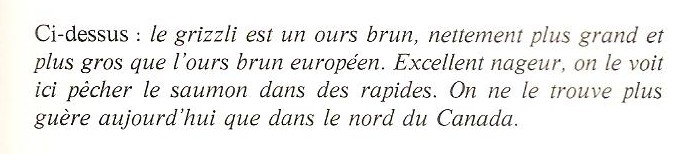 ·	Ursus arctos arctos : l’ours brun 01110