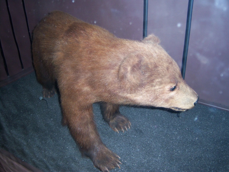 ·	Ursus arctos arctos : l’ours brun 06010