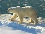 Ursus maritimus : l’ours polaire Ours_b10
