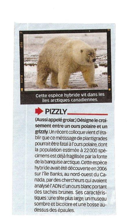 Ursus maritimus : l’ours polaire Ours_b11