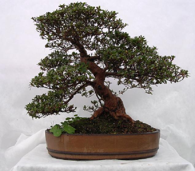 Jersey Bonsai Society Azalea10