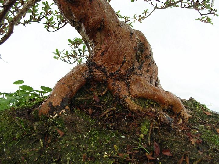 Jersey Bonsai Society Azalea11