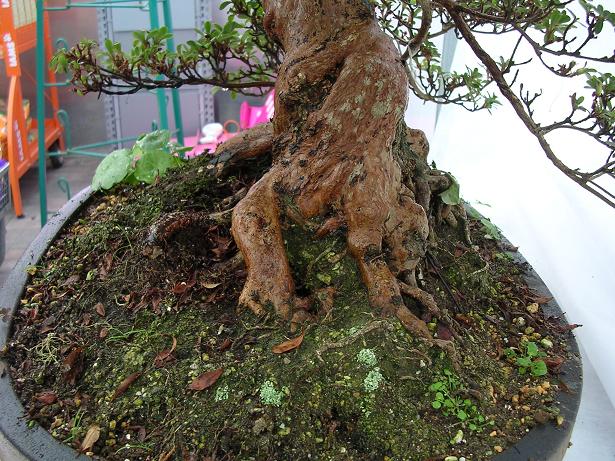 Jersey Bonsai Society Azalea12