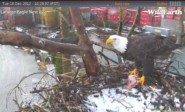 nesting - Diversen Eagle cams campics 2012/2013 - Pagina 15 12602_10