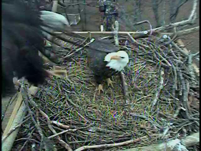 Lake of the Ozarks Eagles>> Elsie and Einstein 2012 / 2013 - Pagina 3 15063310