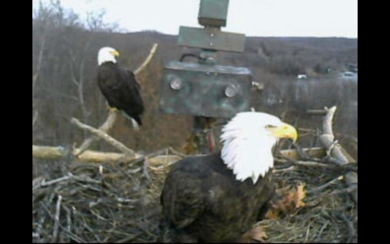 Lake of the Ozarks Eagles>> Elsie and Einstein 2012 / 2013 - Pagina 4 74089210