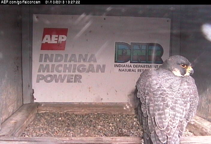 Indiana/Fort Wayne,I-AEP: Jamie(92/D) en Moxie(99/E) 2013 Falcon28