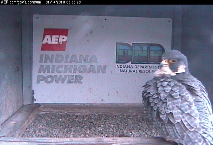 Indiana/Fort Wayne,I-AEP: Jamie(92/D) en Moxie(99/E) 2013 Falcon33