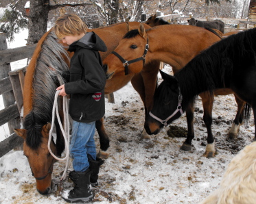 Got new mares and Happy New Year! 2009_111